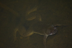 Xenopus