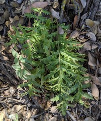 Pedicularis densiflora