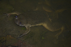 Xenopus