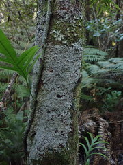 Pannaria minutiphylla