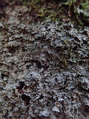 Pannaria minutiphylla