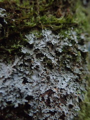 Pannaria minutiphylla
