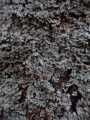 Pannaria minutiphylla