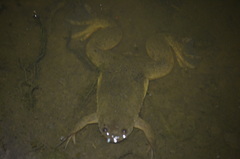 Xenopus