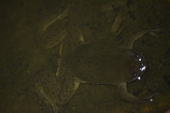 Xenopus