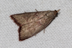 Callionyma sarcodes