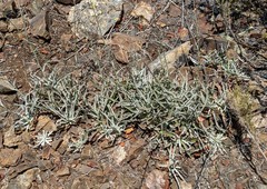 Stephanomeria cichoriacea