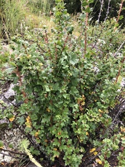 Ribes aciculare