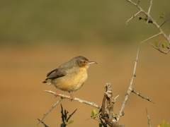 Long-Billed Crombec photo 4