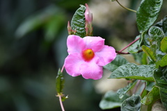 Mandevilla amabilis