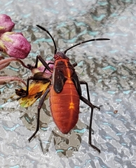 Boisea trivittata