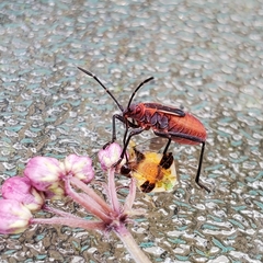 Boisea trivittata