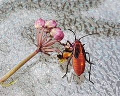 Boisea trivittata
