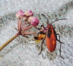 Boisea trivittata