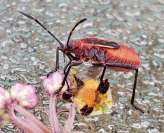 Boisea trivittata