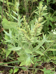 Lithospermum parviflorum