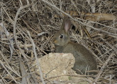 Oryctolagus cuniculus