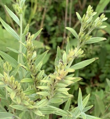 Lithospermum parviflorum