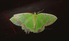 Agathia hemithearia