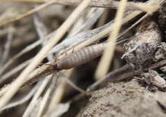 Machilinus aurantiacus