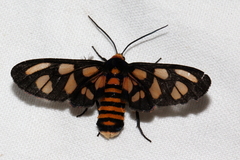 Amata humeralis