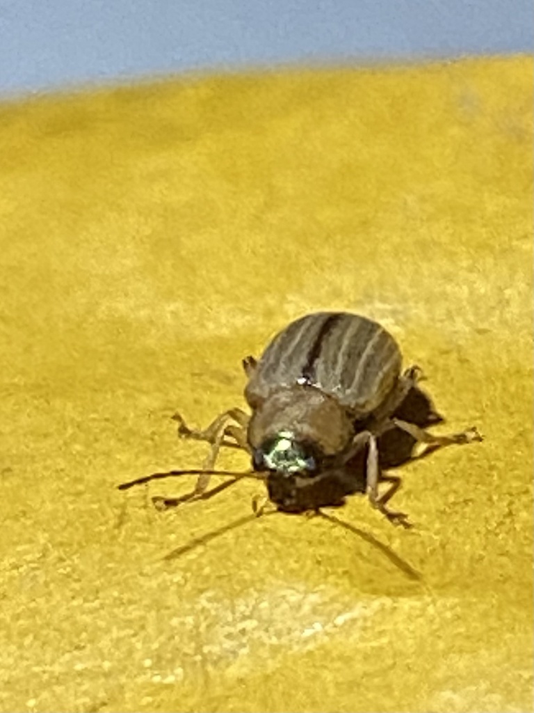 Green-headed Colaspis Leaf Beetle