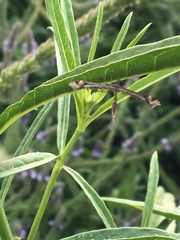 Anstenoptilia