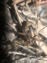 Leptobunus parvulus