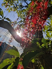 Barringtonia acutangula