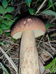 Boletus pinophilus