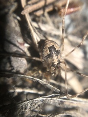 Leptobunus parvulus