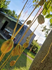 Barringtonia acutangula