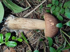 Boletus pinophilus