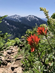 Castilleja parviflora