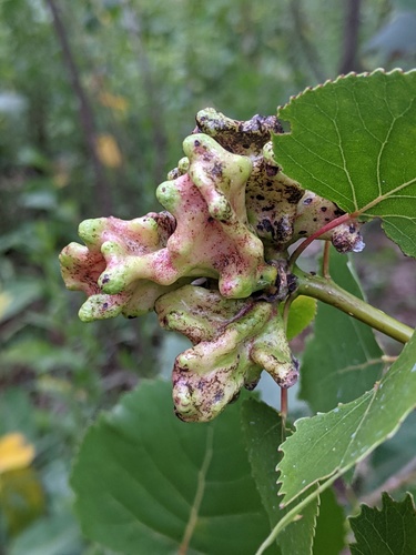 poplar vagabond aphid