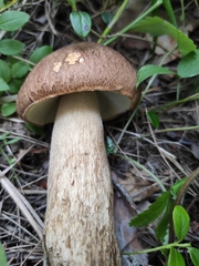 Boletus pinophilus