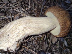 Boletus pinophilus
