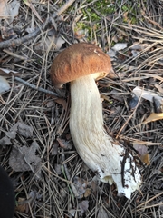 Boletus pinophilus