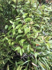 Metrosideros tremuloides