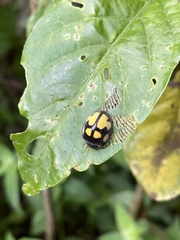 Epilachna mexicana