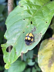 Epilachna mexicana
