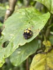 Epilachna mexicana