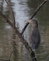 Nycticorax nycticorax