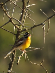 Emberiza flaviventris flaviventris