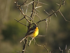 Emberiza flaviventris flaviventris