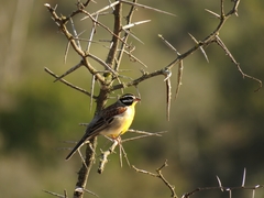Emberiza flaviventris flaviventris