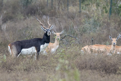 Antilope cervicapra