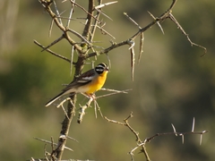 Emberiza flaviventris flaviventris