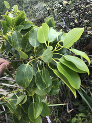 Metrosideros macropus