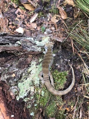 Abronia oaxacae